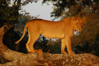 Lioness in Kruger Park, South Africa