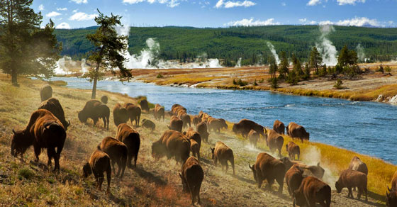 Portico Excursions Yellowstone National Park buffalo