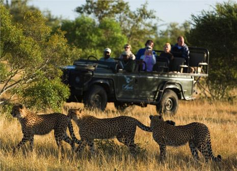 Cheetah South Africa Safari